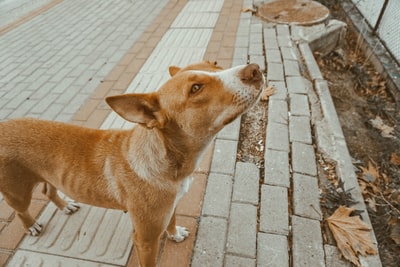 图聚科技